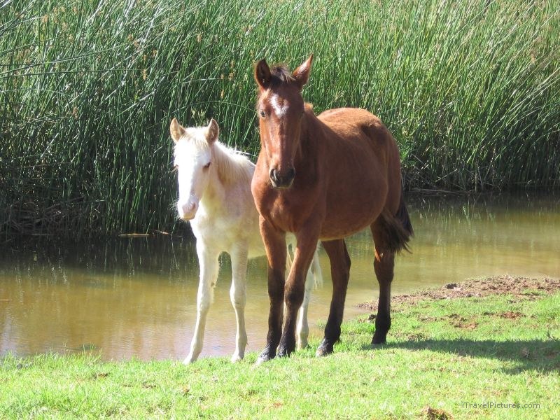 horses horse Rano Raraku